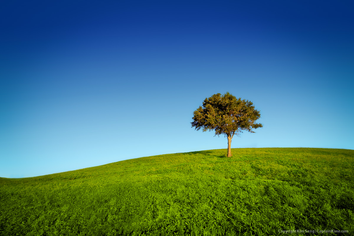 Lone Tree on Grassy Hill at Dyer Park Florida