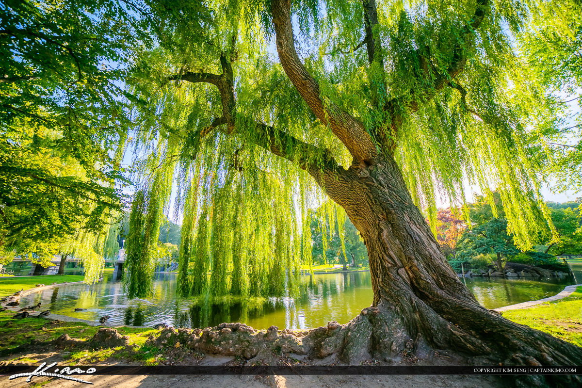 Wispering-Willow-Tree-Boston-Public-Garden.jpg