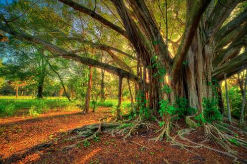 Large Banyan Tree at Riverbend Park Jupiter Florida