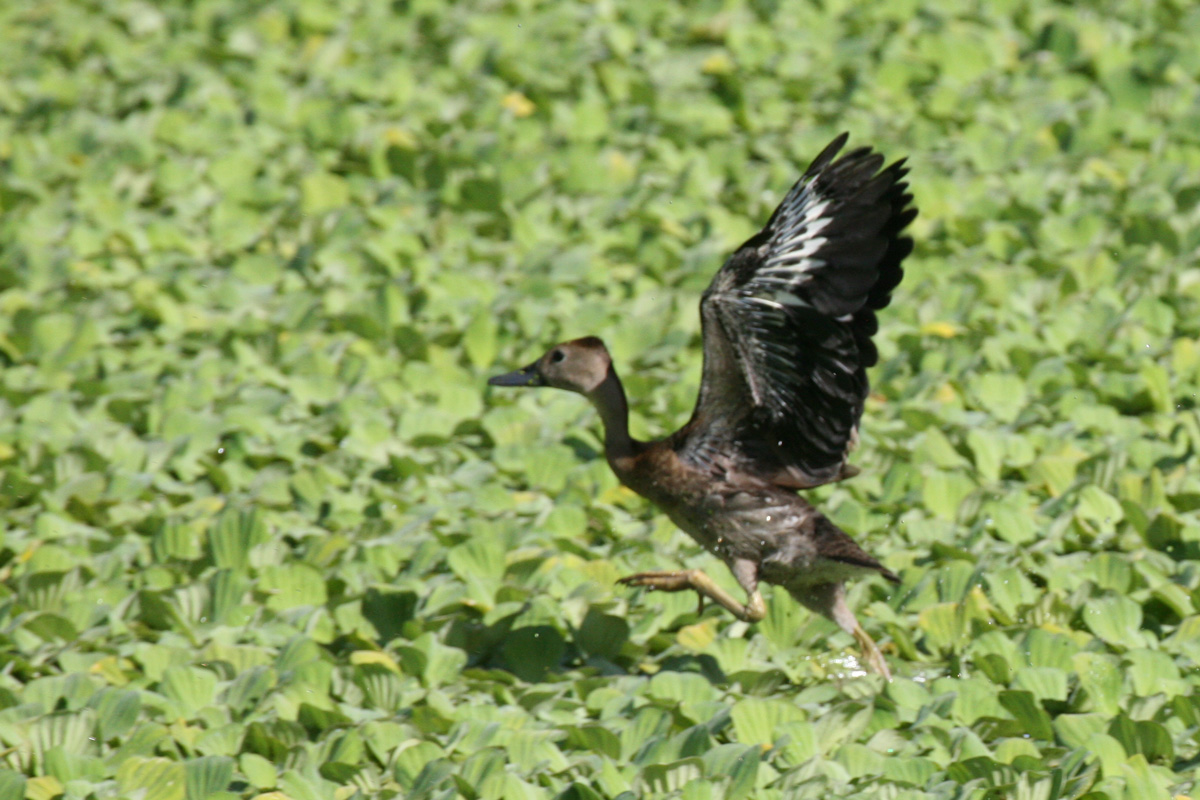 Duck Flying Over Water and Leaves