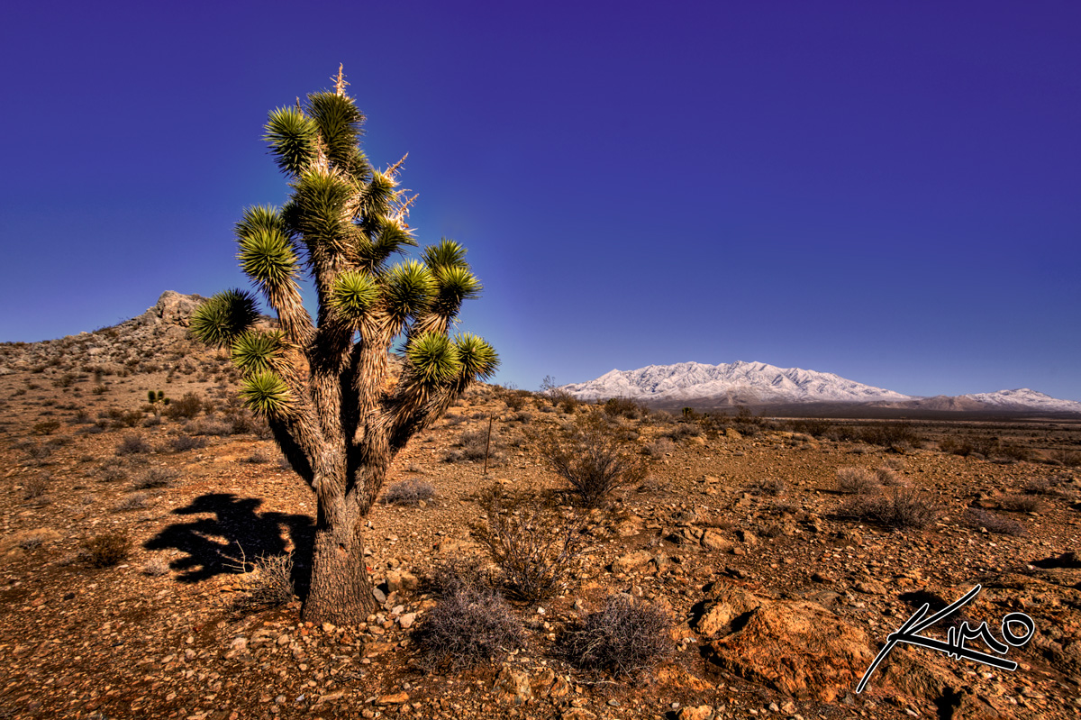 Mojave National Preserve During Winter