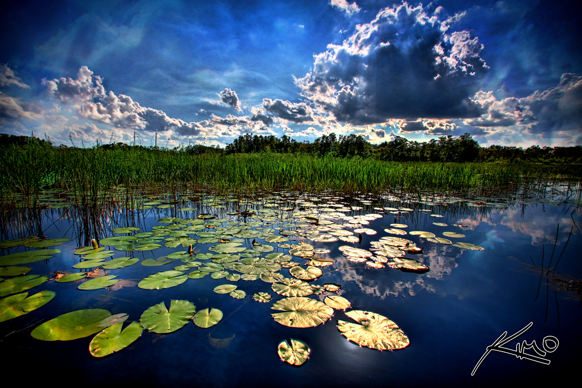 Grassy Waters Preserve – Florida