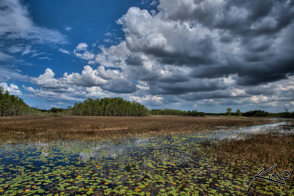 Wetlands at Grassy Waters Preserve