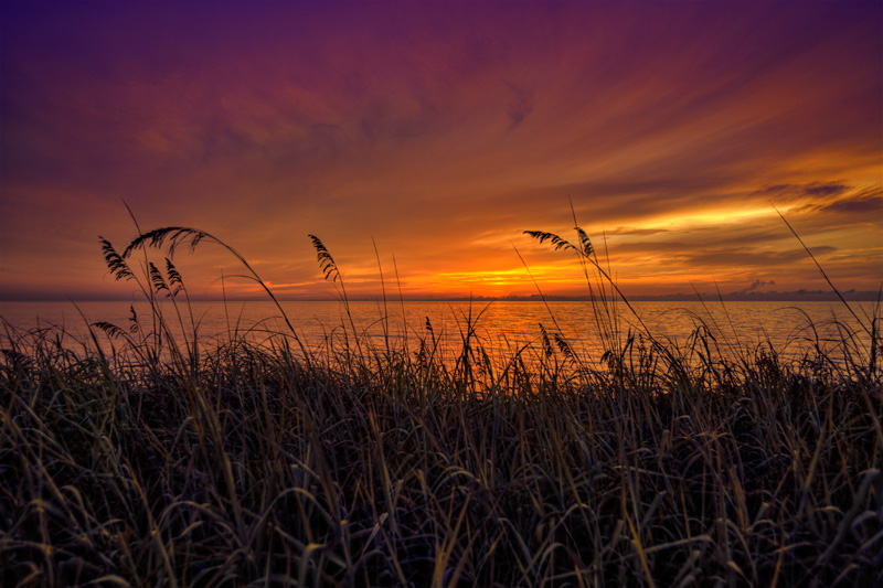 Seaoats at Sunrise from Coral Cove Park