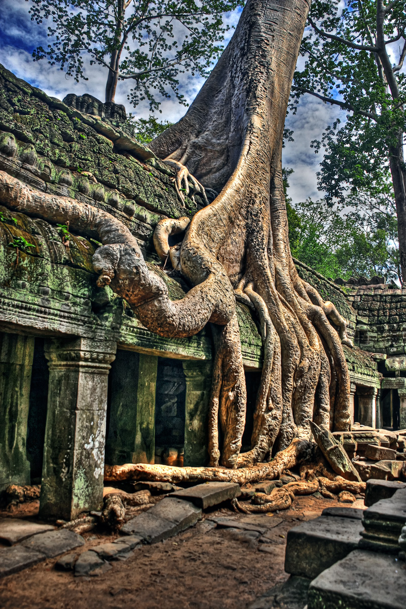 Angkor Wat Temple Tree