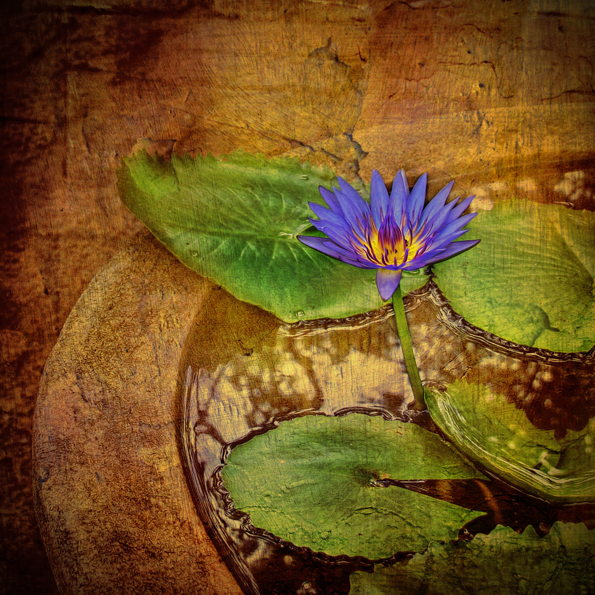 Lotus Flower Picture with Texture