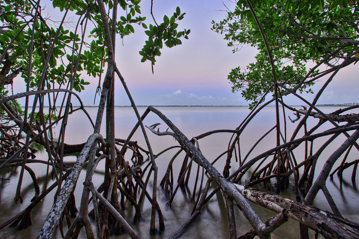 Intracoastal Mangroves – Stuart, Florida