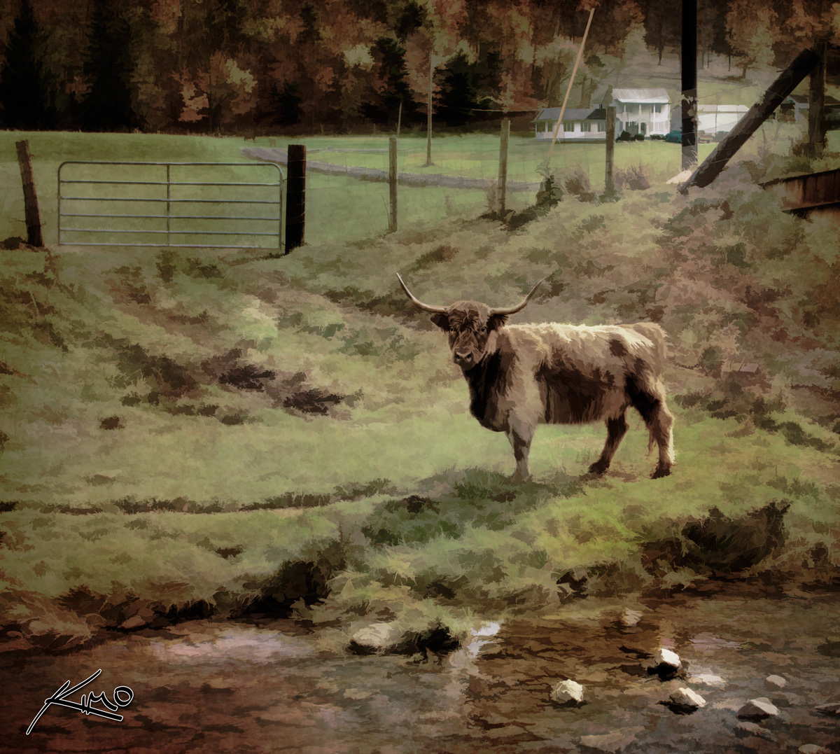 The Hairy Cow from West Virgina