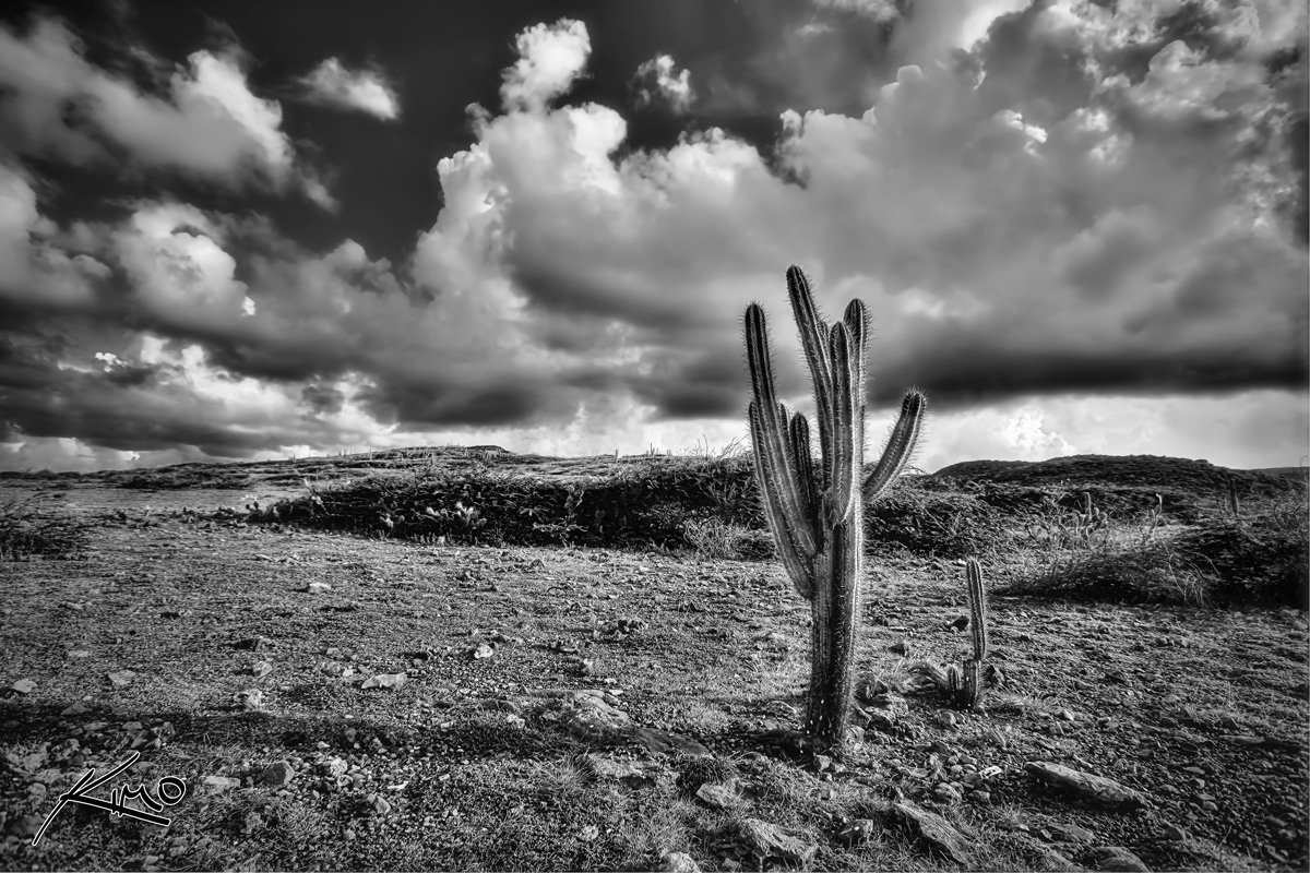 Final HDR Friday – Curacao Cactus Plant