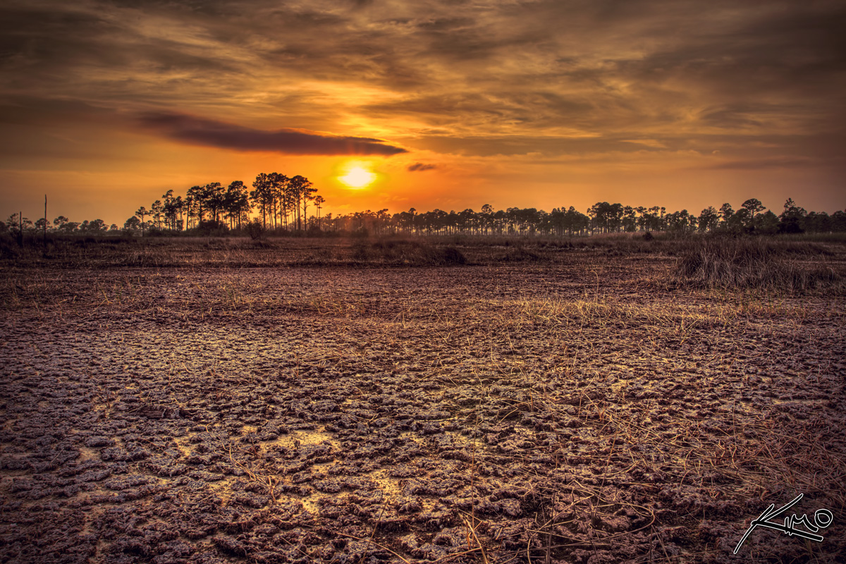 Hungryland Slough Florida Dried Wetlands