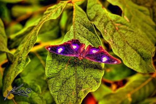 hdr-butterfly-thailand-buriram-isan-country