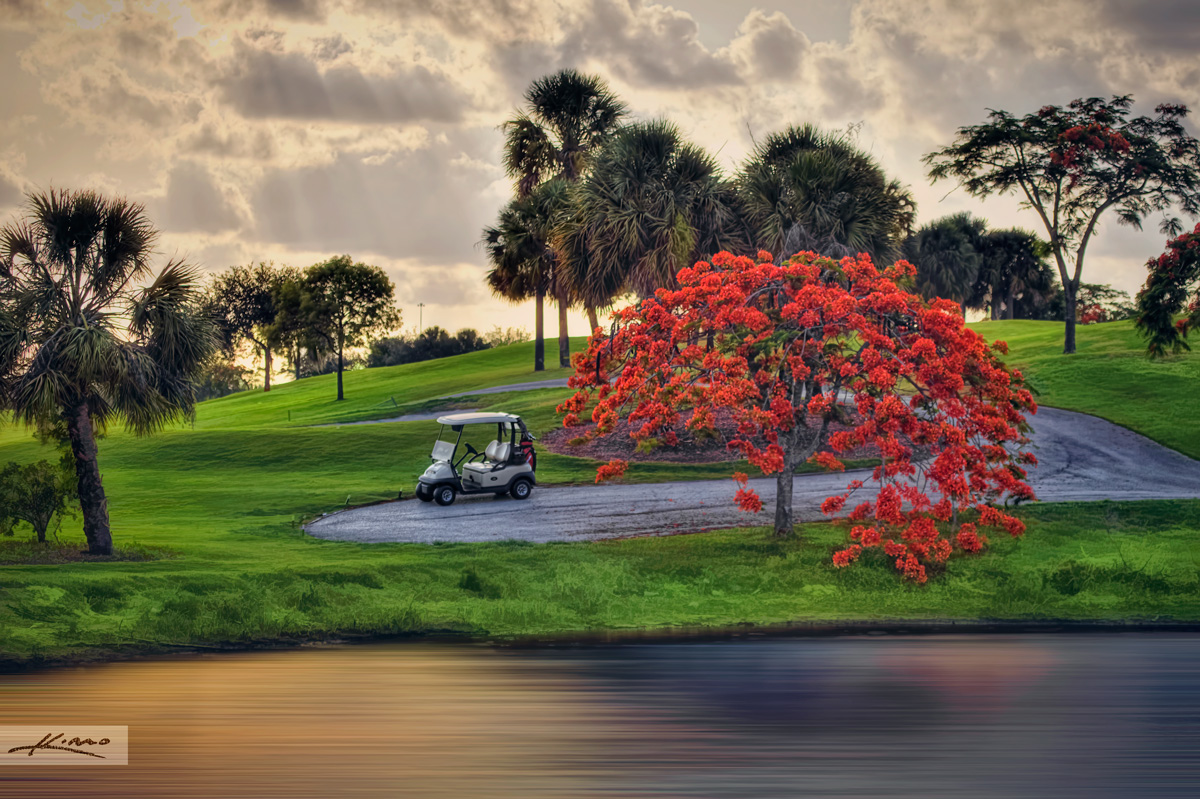 Poinciana Tree at Jupiter Golf Course