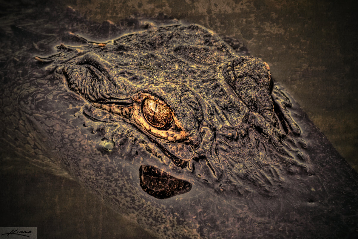Textured Alligator from Loxahatchee Slough