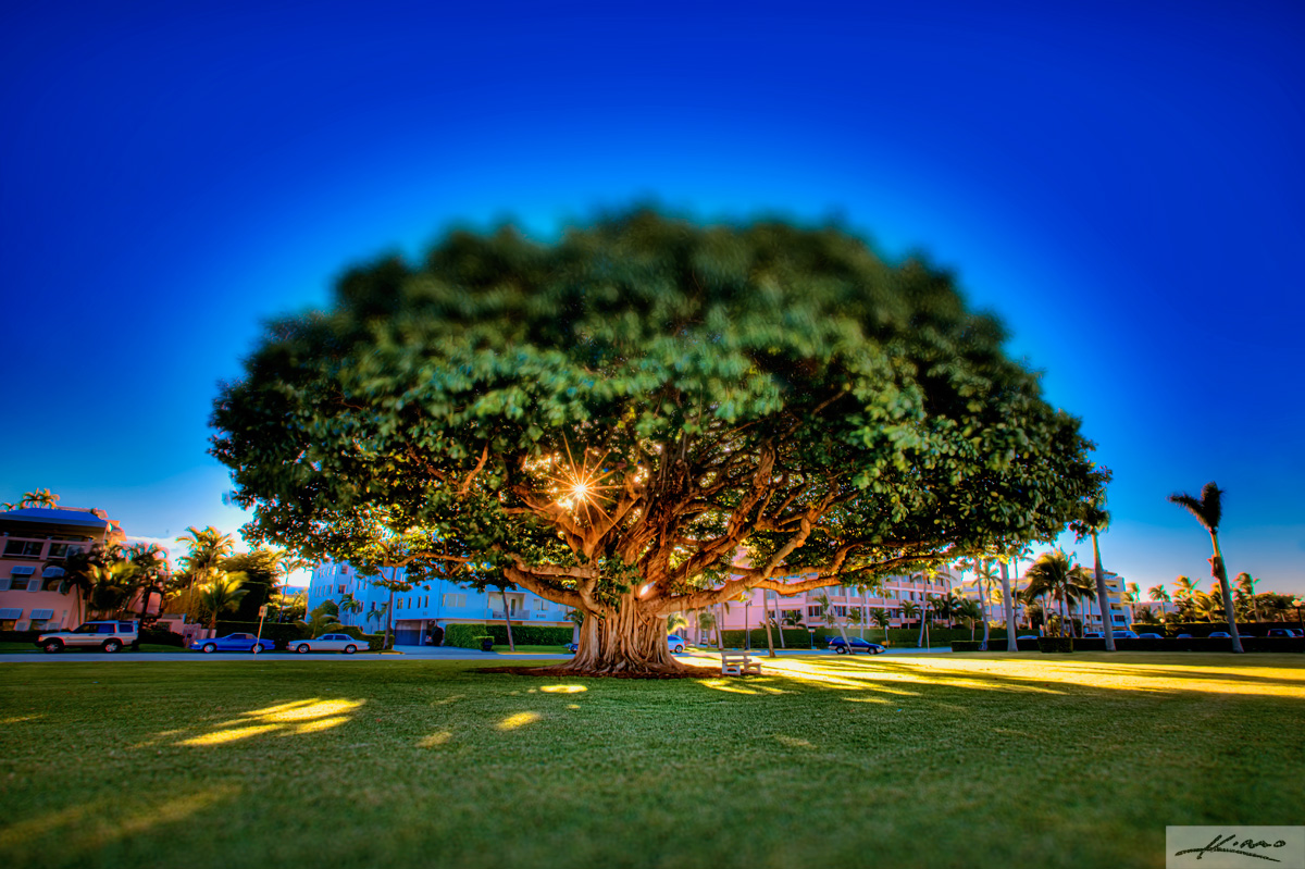 Palm Beach Island Banyan Tree