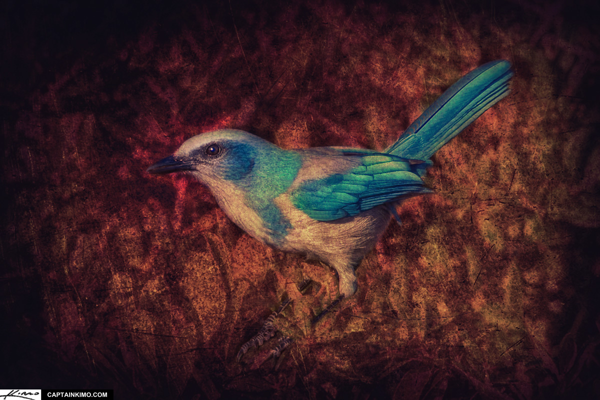 Florida Scrub Jay with Added Texture