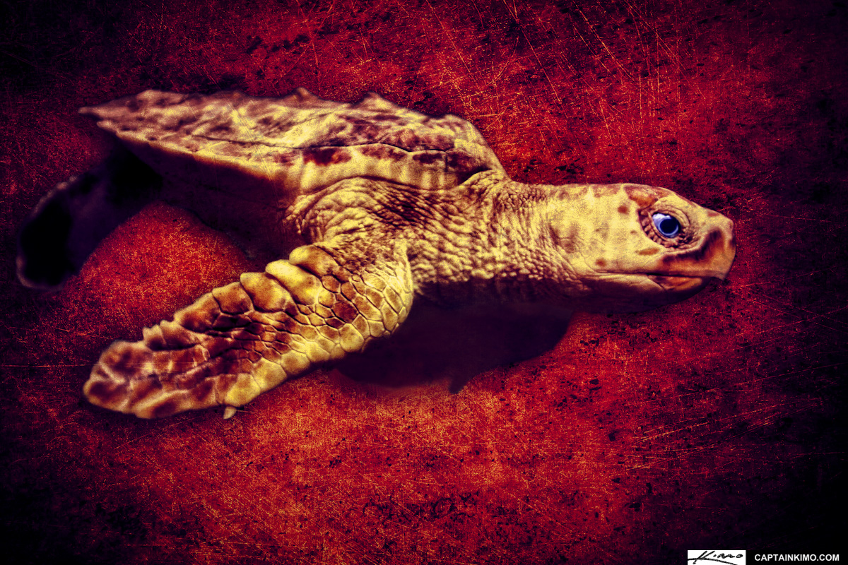 Sea Turtle – Against All Odds – Artistic Photo Texture Tribute