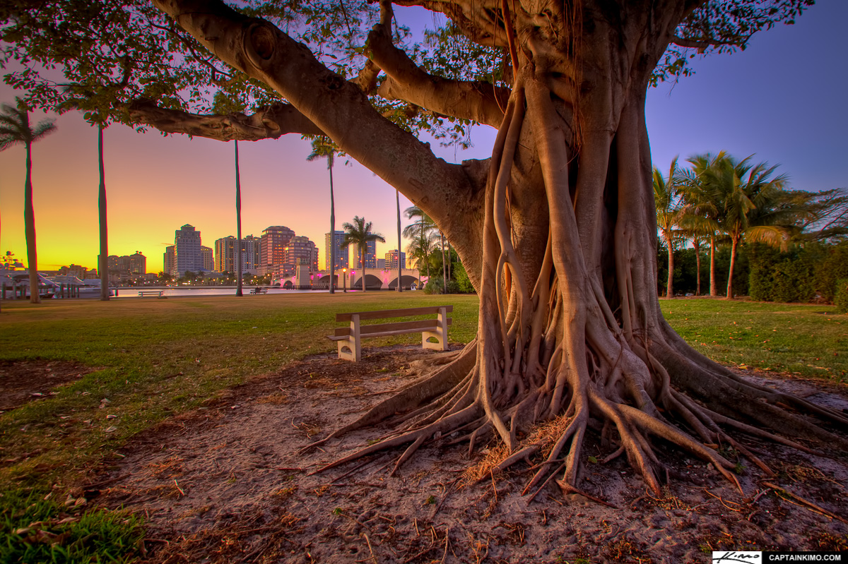 Banyan Tree at Royal Park Bridge Palm Beach Island