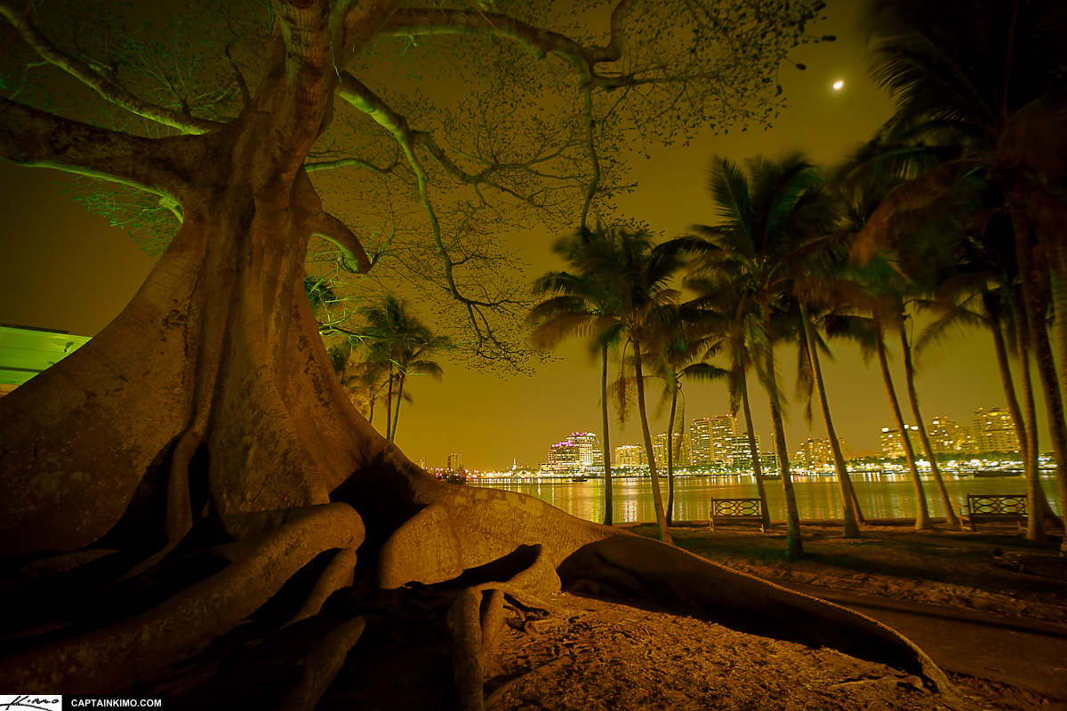 Big Kapok Tree at Flagler Museum on Palm Beach Island