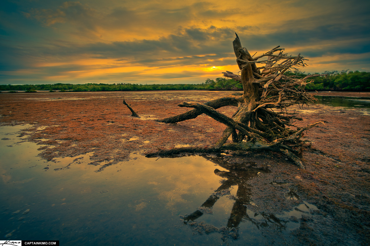 Driftwood at Lake Worth Lagoon by Munyon Island Florida