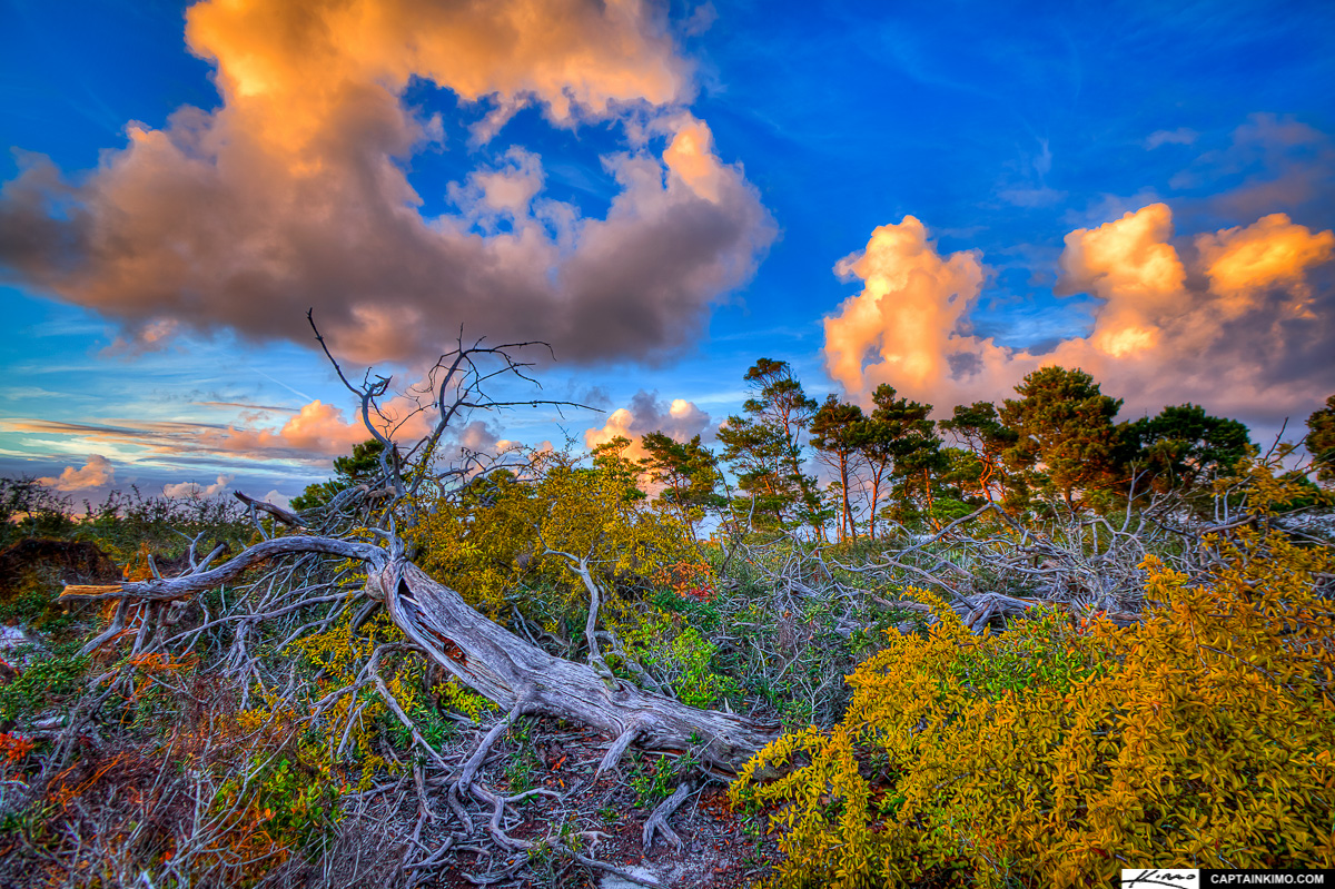 Fallen Dead Tree Jupiter Ridge Natural Area Florida
