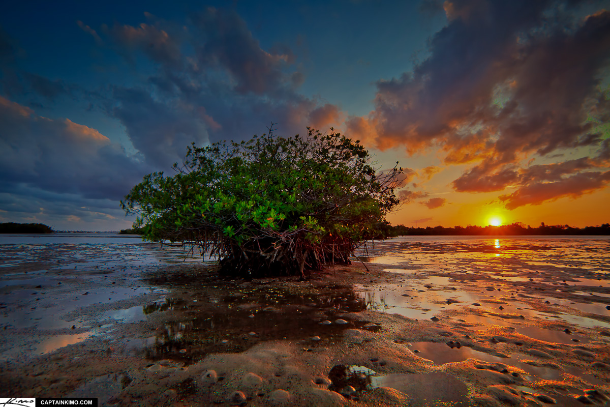 Mangrove Tree During Sunset at Lake Worth Lagoon Singer Island