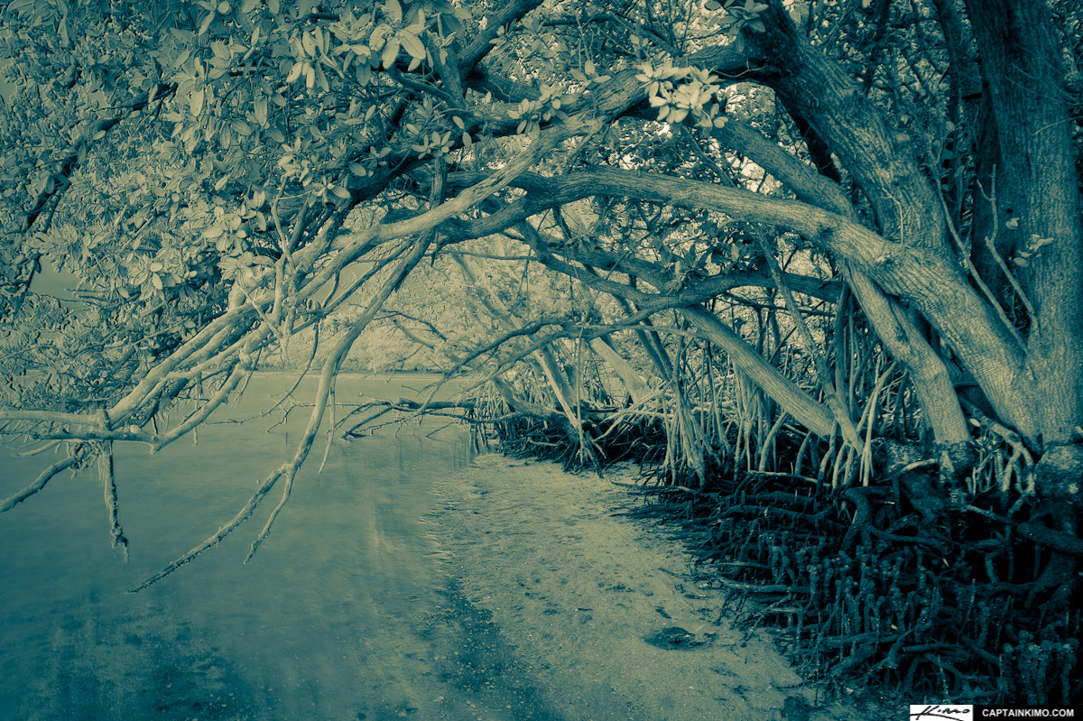 Mangroves from Lake Worth Lagoon at Munyon Island