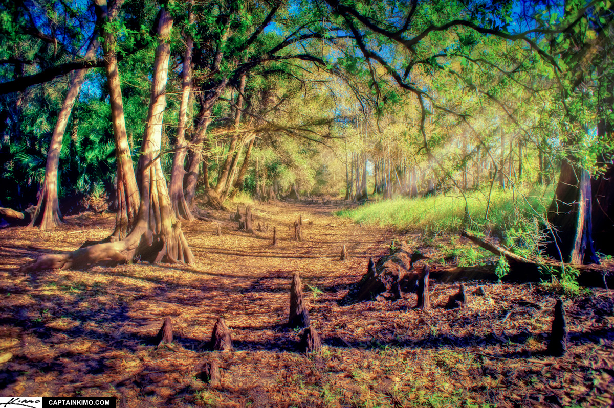 Cypress Forest at Fisheating Creek Park Florida