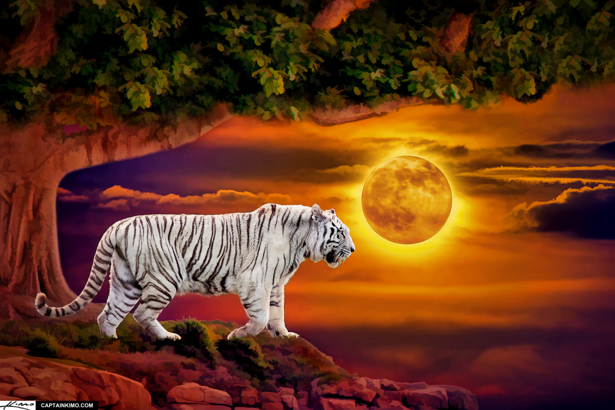 White Albino Tiger at Full Moon Rise