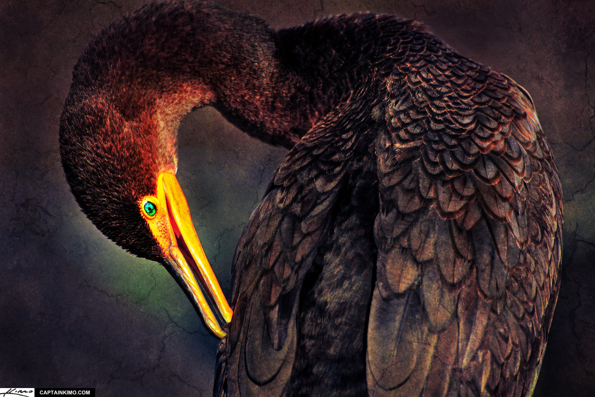 Double Crested Cormorant Textured Photomontage from Wakodahatchee Wetlands