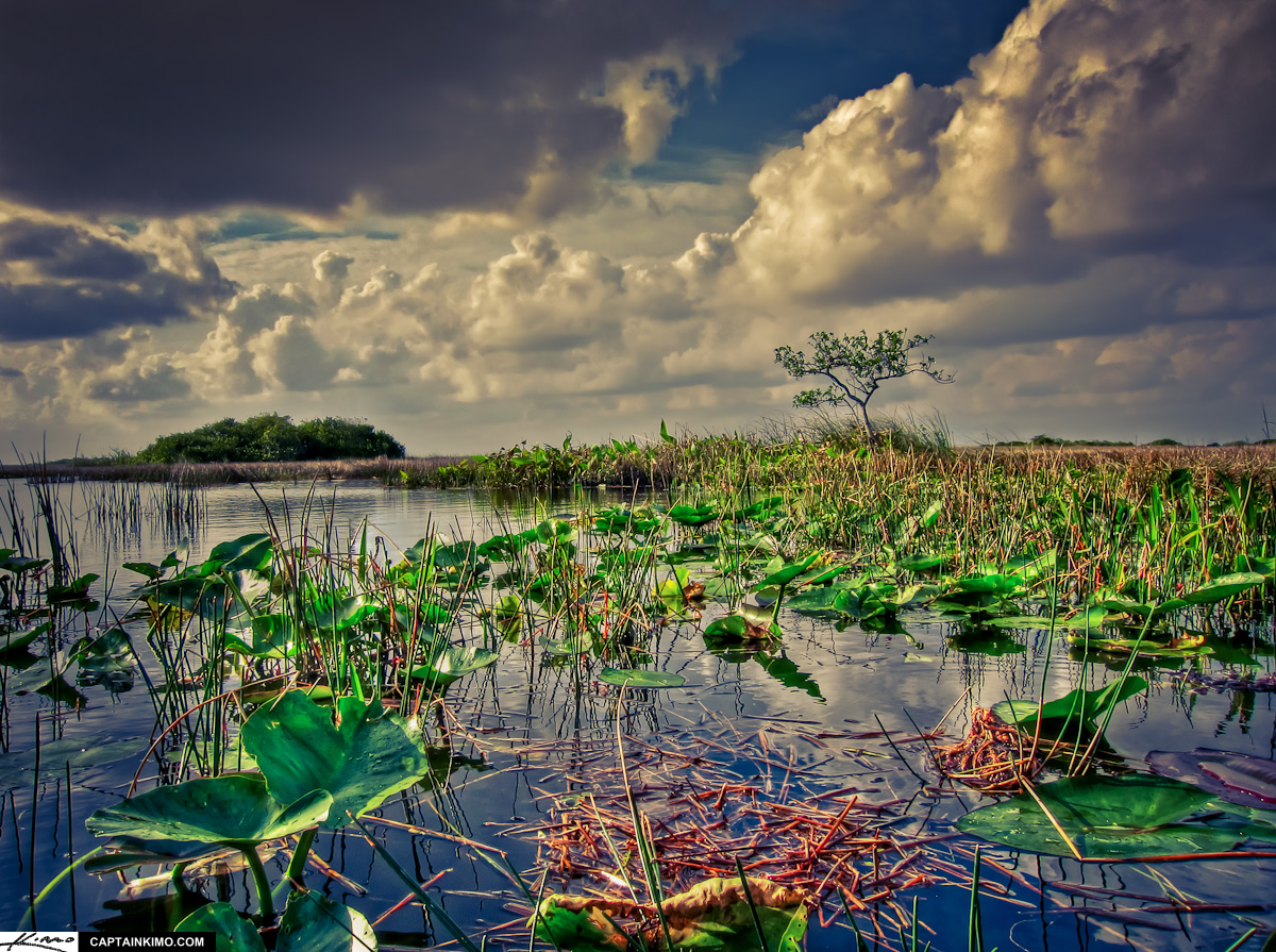 Florida Everglades Wetland Landscape Next to Shark Valley