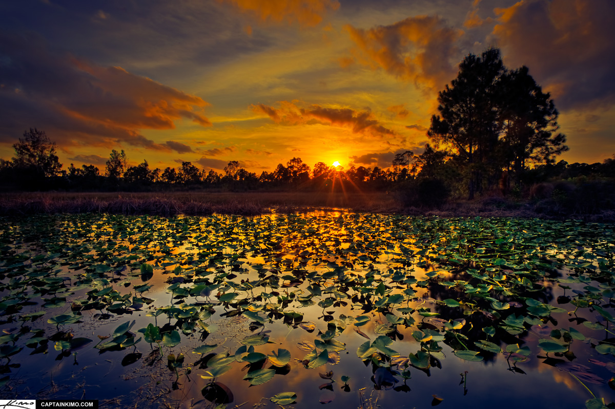 Lilypad Lake at Sunset Palm Beach Gardens Florida