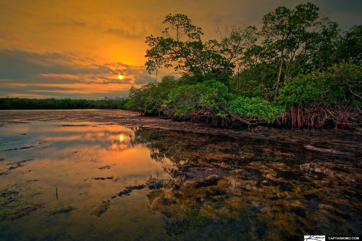 Mangrove Trees During Sunrise at Lake Worth Lagoon Singer Island