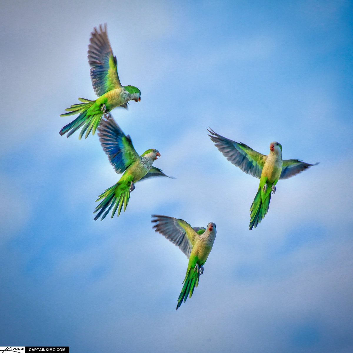 Monk Parakeets Flying in Sky Palm Beach Gardens Florida