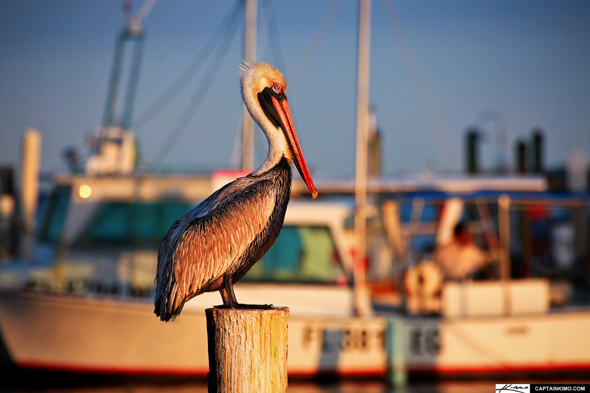 Pelican Perched on Post at Marina in Jupiter Florida