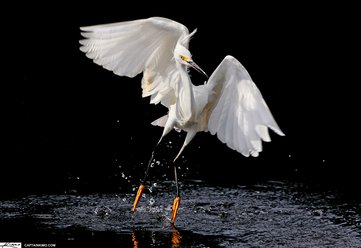 Snowy White Egret Hunting for Fish Everglades Florida