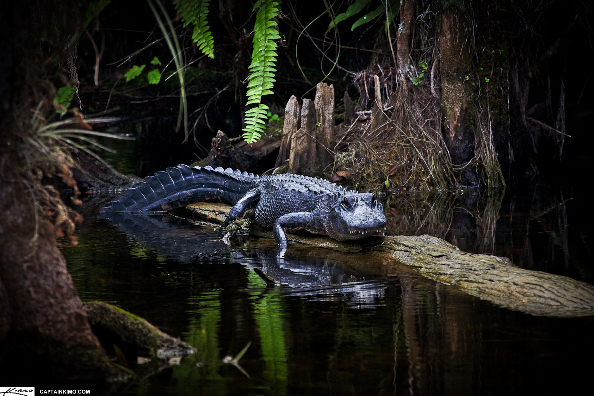 Grump Alligator on Log at Loop Road Everglades Florida
