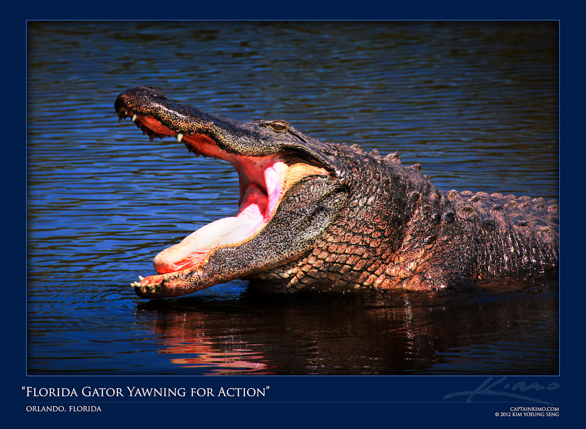 Large Florida Alligator Yawning for Some Action