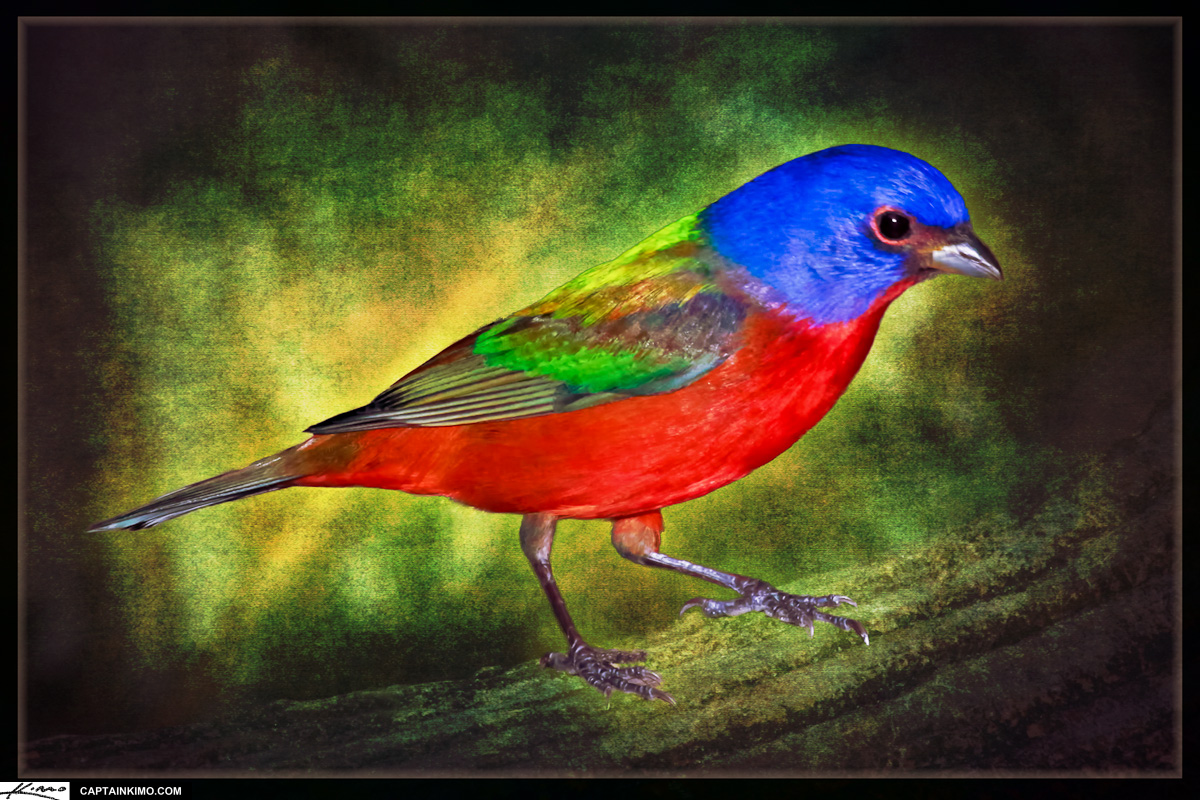 Painted Bunting Bird Textured Art Photomontage