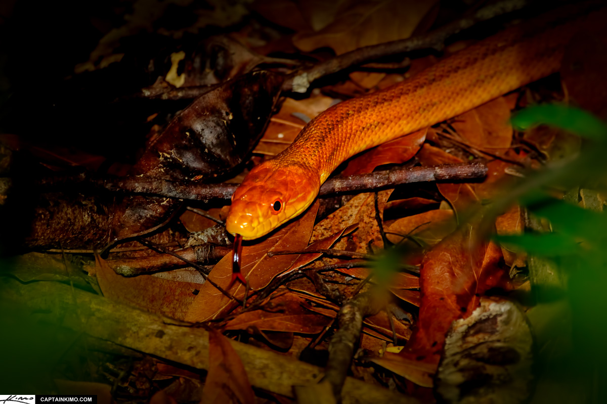 Yellow Rat Snake Everglades Florida Loop Road
