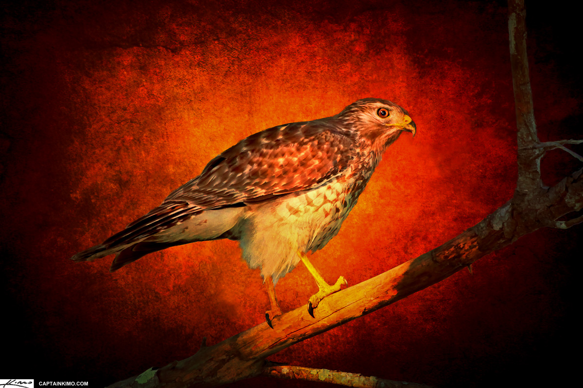 Red-shouldered Hawk Perched on Branch Textured Photomontage