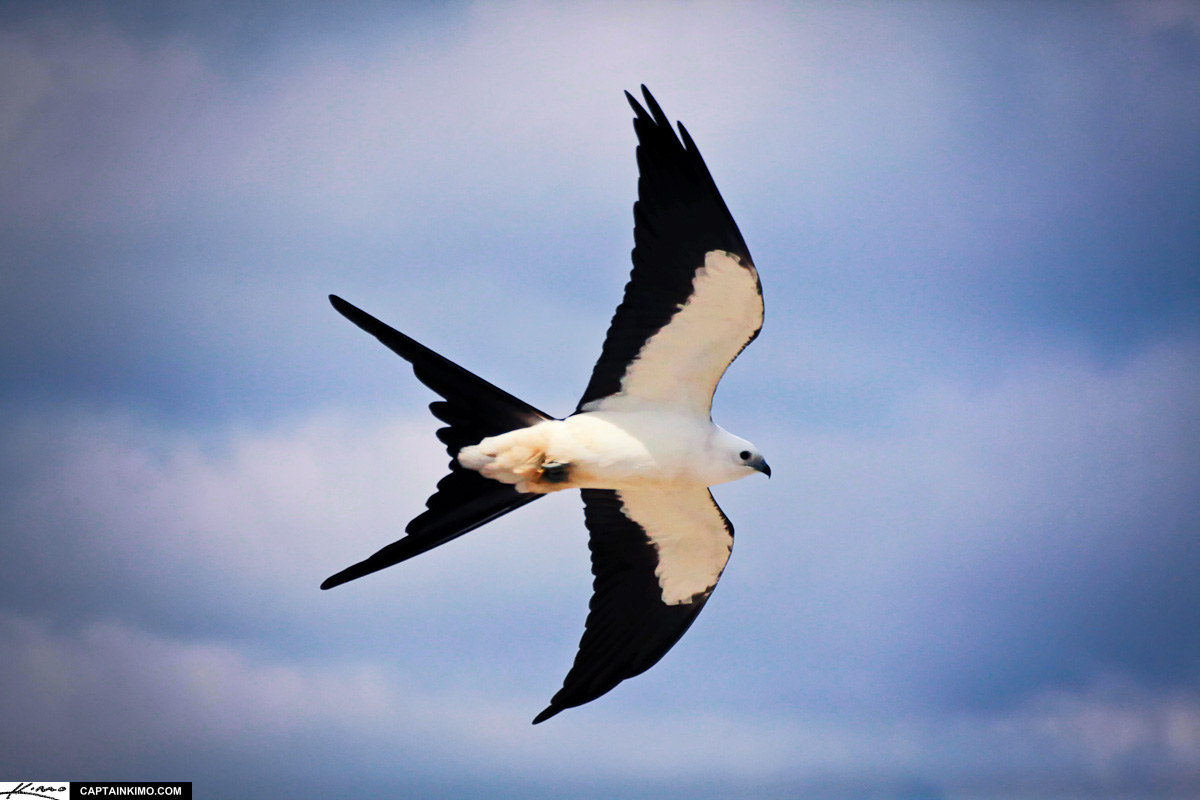 Swallow-tailed Kite Flying Over Loop Road Everglades Florida