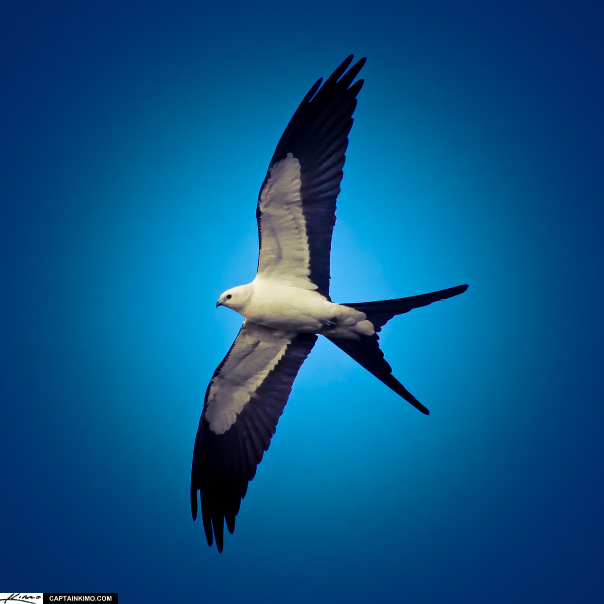 Swallow-tail Kite Bird Flying With Wing Spread Gliding Through Sky