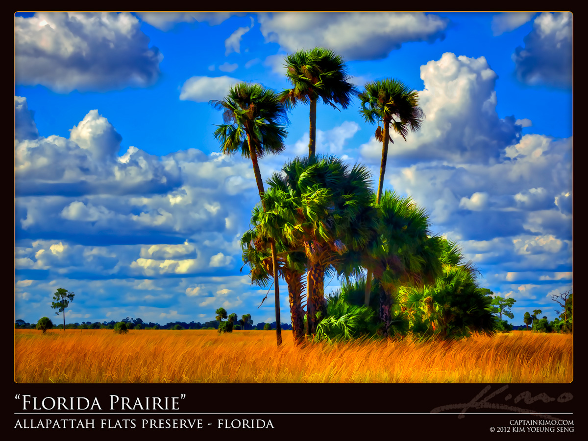 Allapattah Flats Preserve Florida Prairie Landscape
