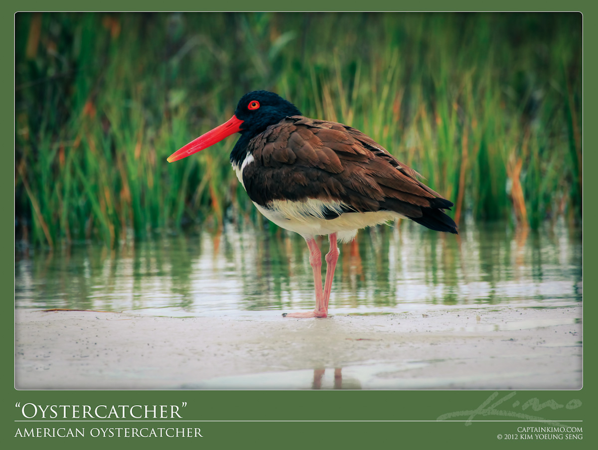 American Oystercatcher from Fort Desoto Park
