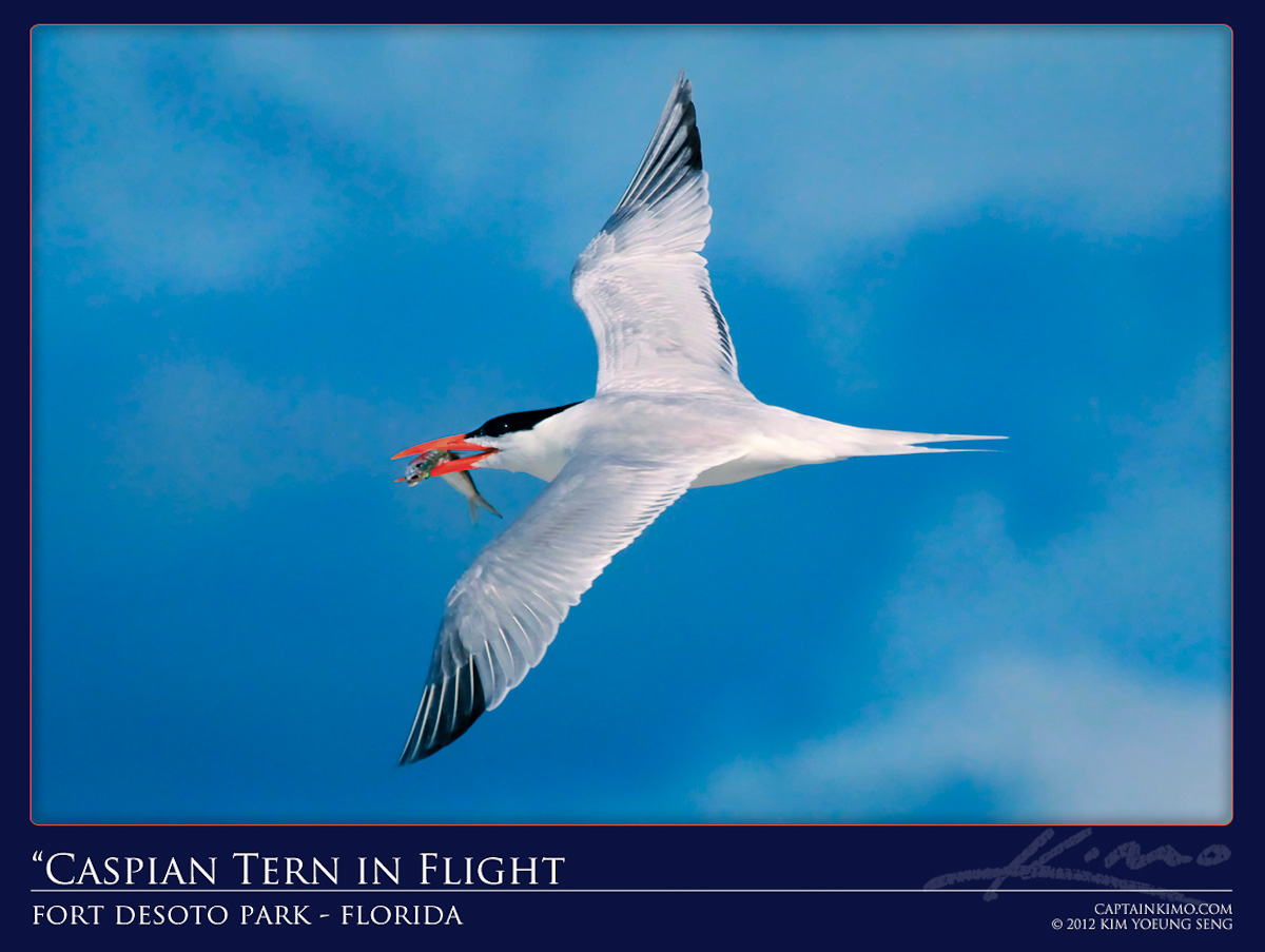 Caspian Tern Flying Over Fort Desoto Beach Park with Fish