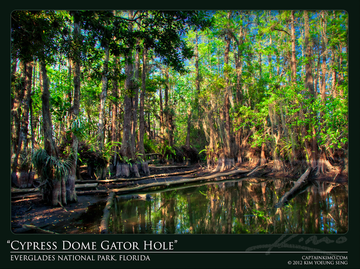 Cypress Dome Gator Hole Everglades National Park Florida