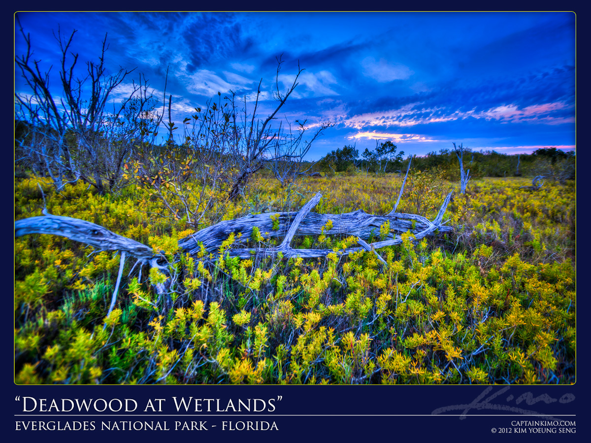 Everglades National Park Deadwood at Wetlands