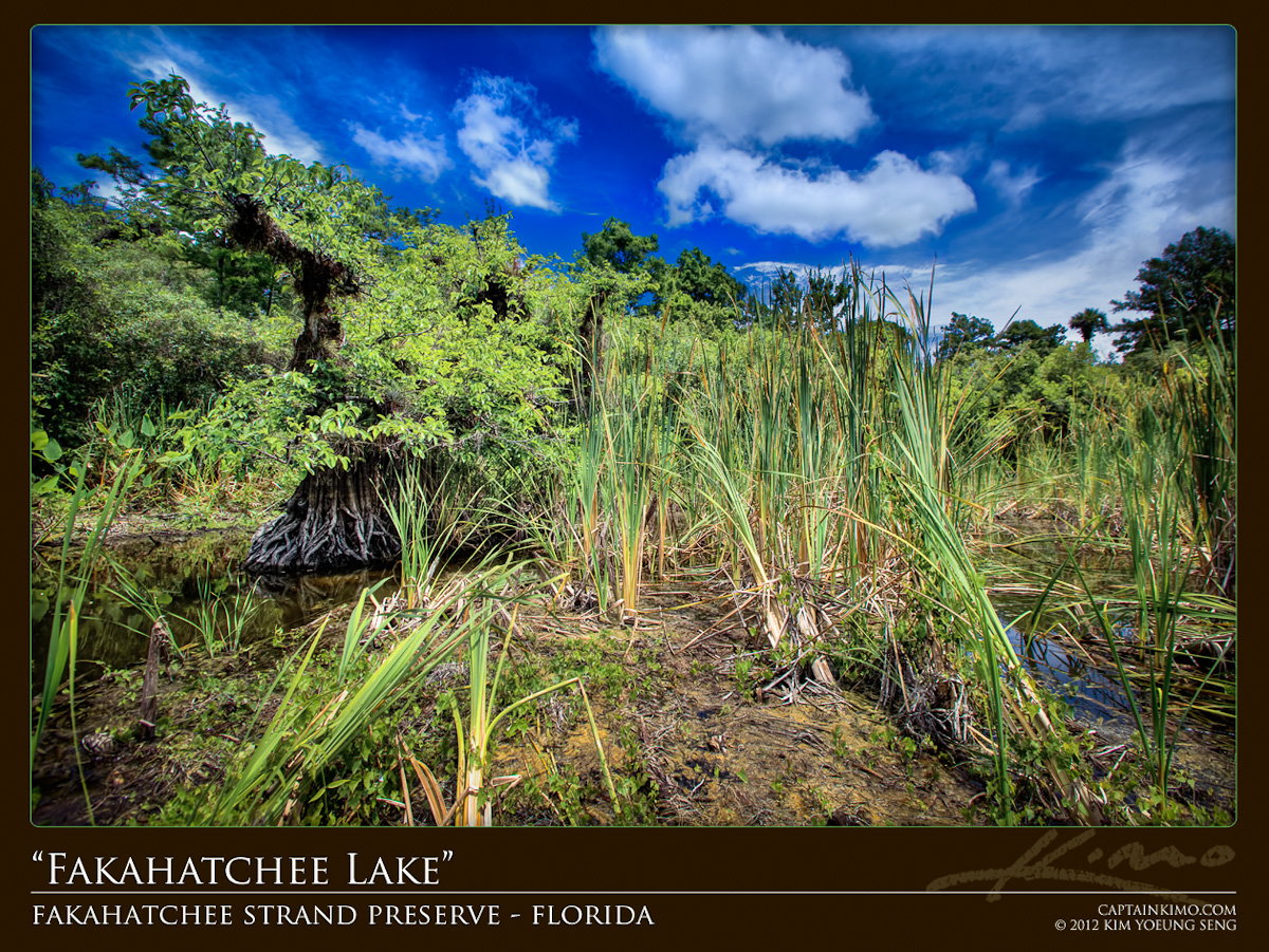 Fakahatchee Strand Lake Florida Everglade Wetlands
