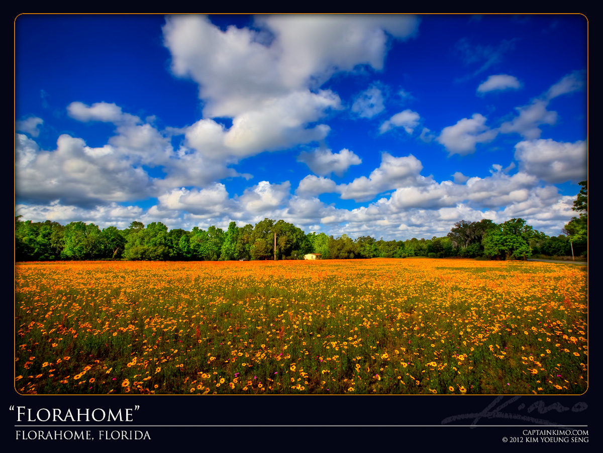 Field of Yellow Flowers at Florahome Florida