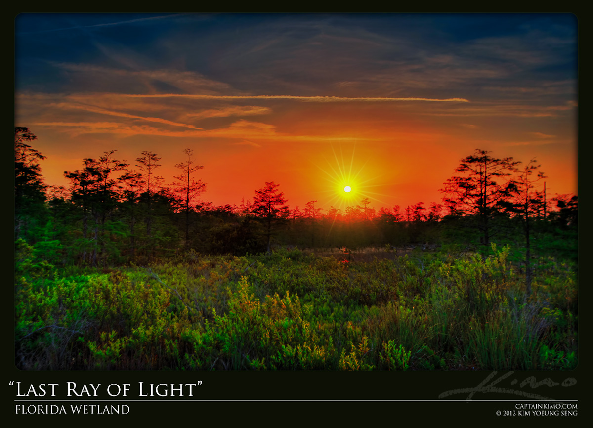 Last Ray of Light from the Florida Wetlands